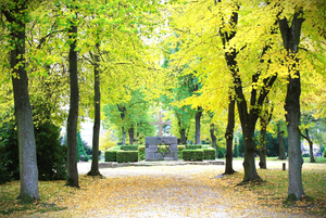 Lindenallee mit Kreuz und Davidstern